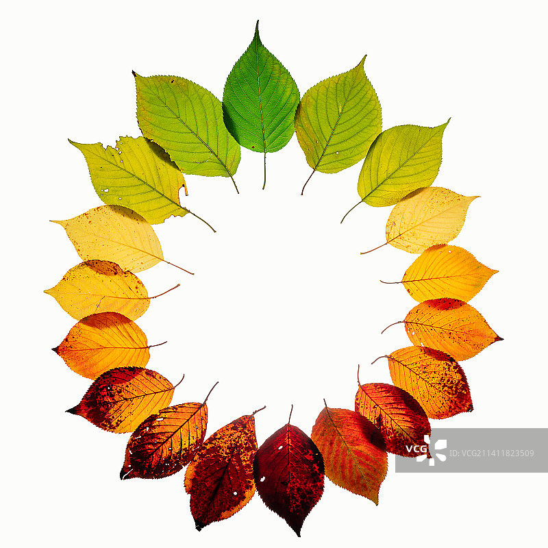 樱花树的落叶创意图图片素材