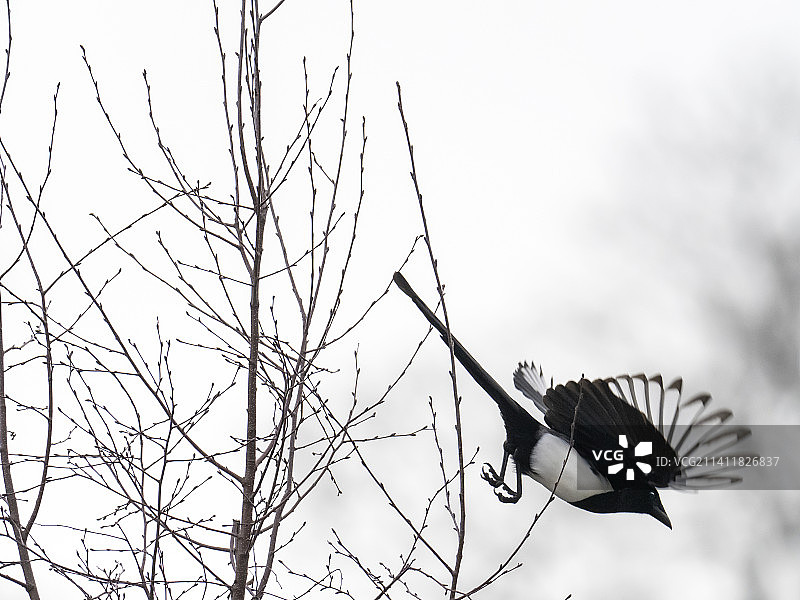 英国湖区安布尔赛德起飞的喜鹊图片素材