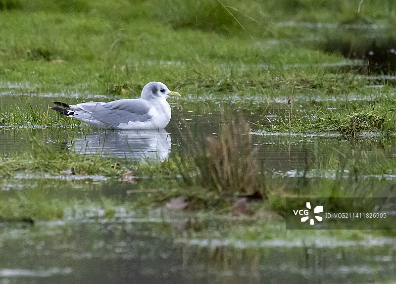 狂风将黑腿三趾鸥吹到温德米尔湖，英国湖区安布尔赛德图片素材