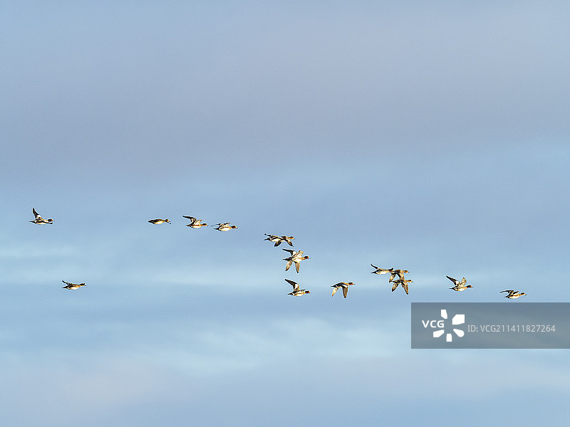 赤颈鸭飞越英国坎布里亚沃尔尼岛图片素材