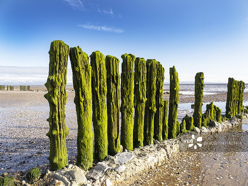 英国坎布里亚郡纽比金海滩上覆盖藻类的丁坝柱图片素材