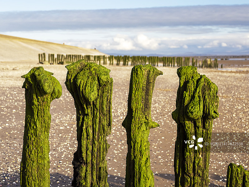 英国坎布里亚郡纽比金海滩上覆盖藻类的丁坝柱图片素材