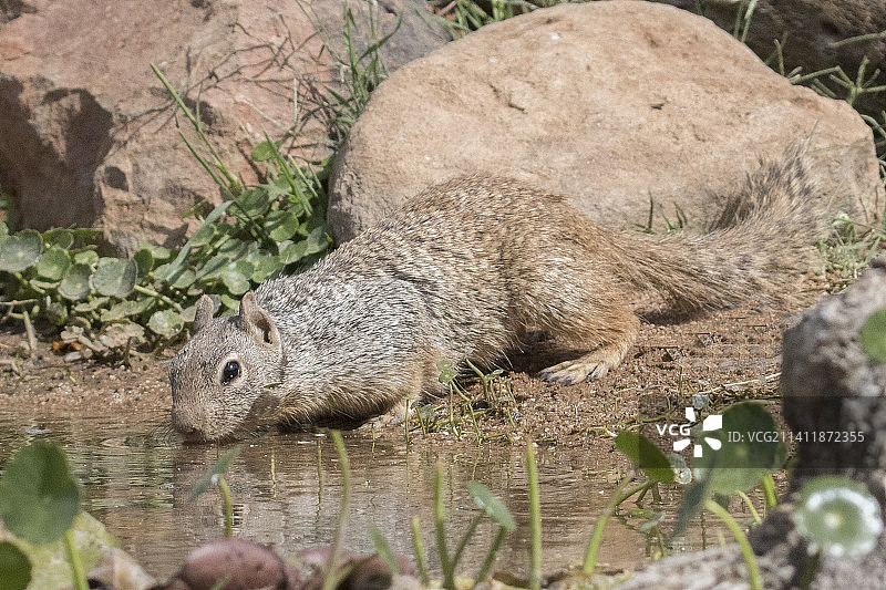 正在喝水的岩松鼠图片素材