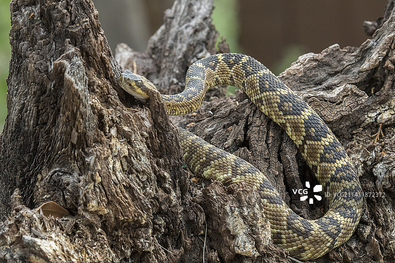 黑尾响尾蛇图片素材