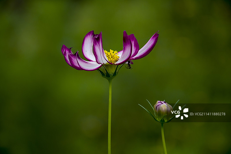 波斯菊图片素材