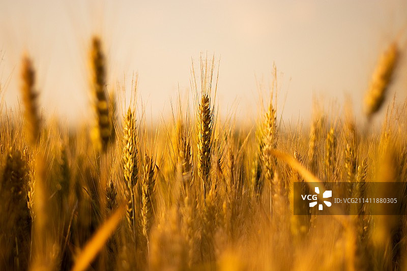 麦穗图集图片素材