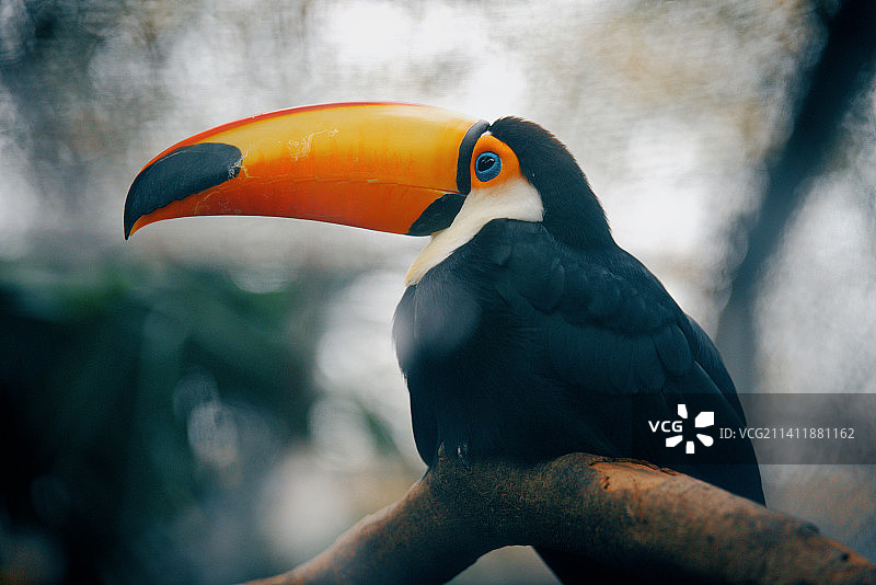 鹦鹉特写图片素材