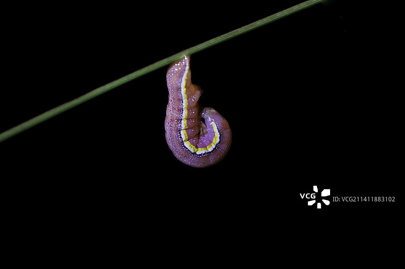 黑色背景下毛毛虫的特写镜头图片素材