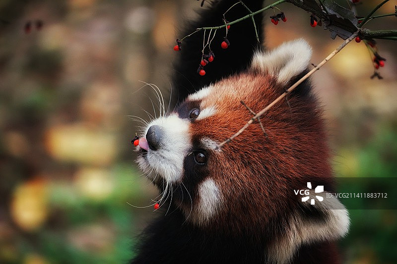 小熊猫的特写肖像图片素材