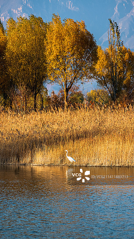 野鸭湖秋景图片素材