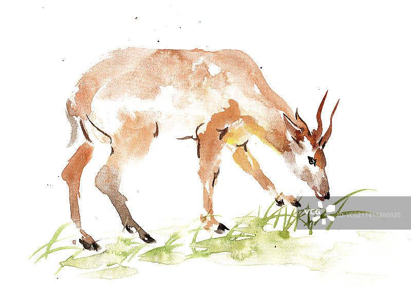 吃草的鹿图片素材