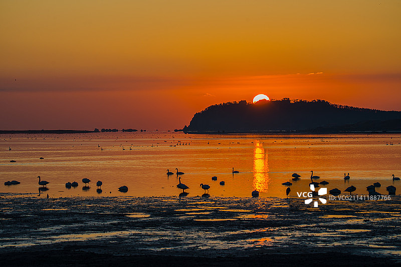 荣成烟墩角天鹅美图片素材