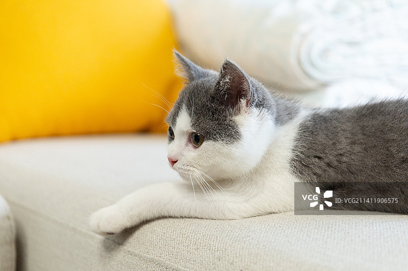 一只英短蓝白猫在家中客厅的沙发上图片素材