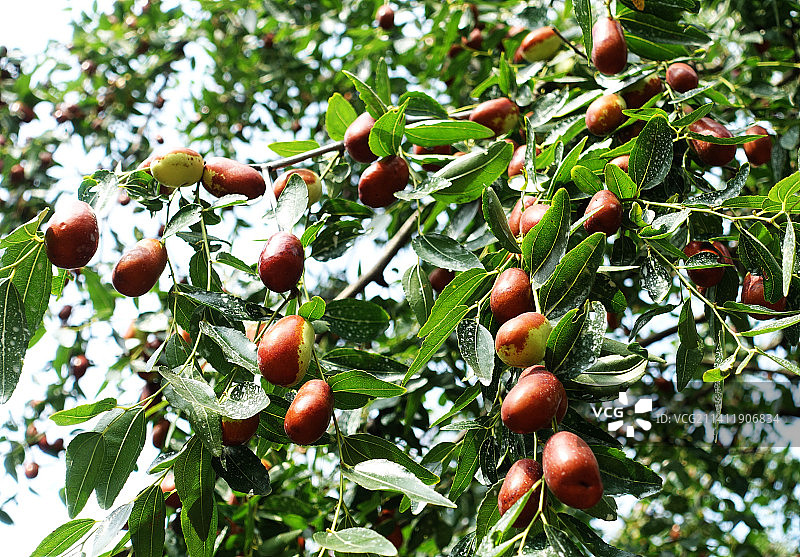 山东枣庄山亭区店子万亩枣园内红红的大枣挂满枝头图片素材