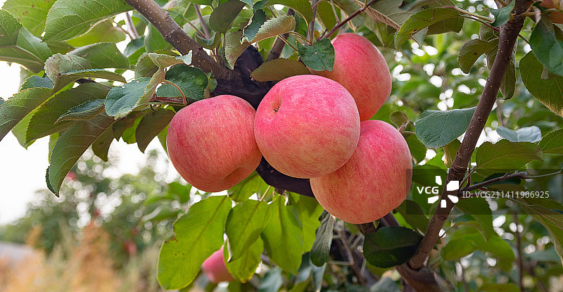 秋天果园挂在枝头的红富士苹果图片素材