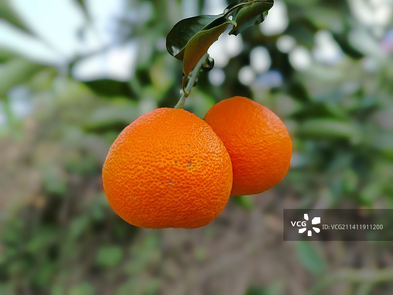 爱媛38号果冻橙图片素材