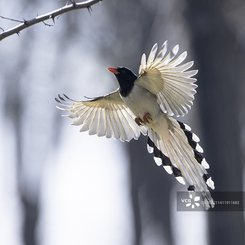 红嘴蓝鹊图片素材