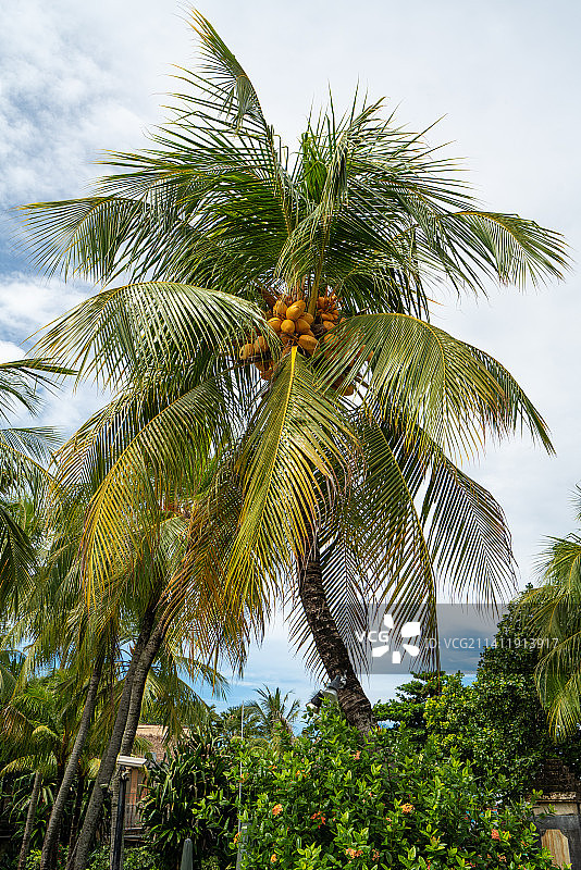 印尼巴厘岛热带风光图片素材