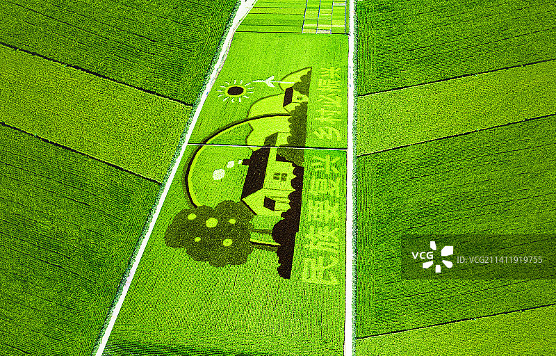 航拍：新疆米东区  秋天的水稻 稻田画图片素材