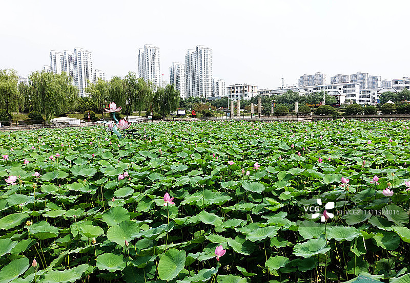 山东枣庄滕州市龙泉广场荷花池图片素材