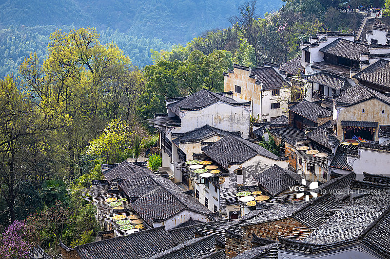 江西婺源篁岭景区-满园春色-古村落图片素材
