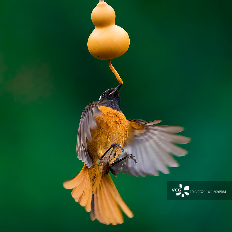 《收获》图片素材