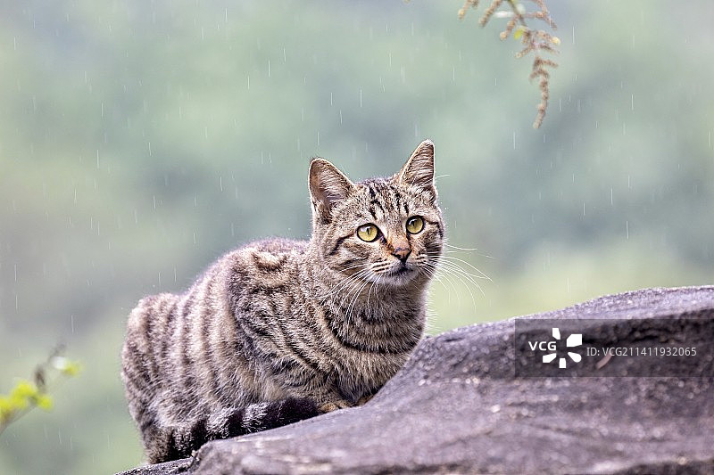 一只准备出击的野猫咪图片素材