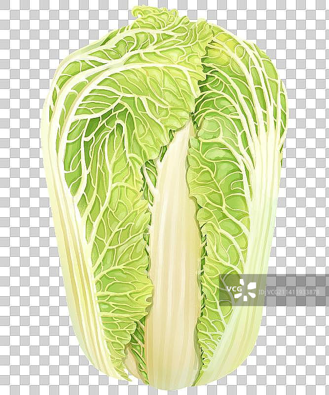 写实蔬菜秋收白菜图片素材