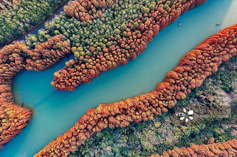 秋季航拍上海奉贤海湾国家森林公园落羽杉红杉林带图片素材