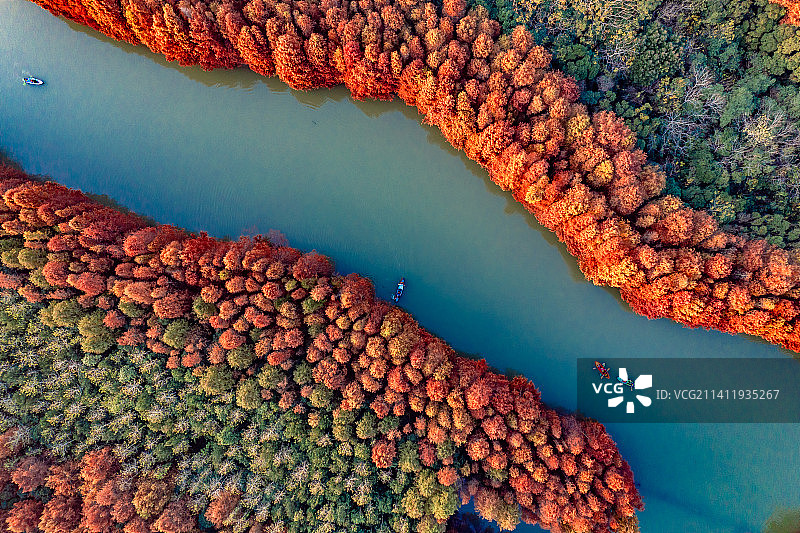 秋季航拍上海奉贤海湾国家森林公园落羽杉红杉林带图片素材