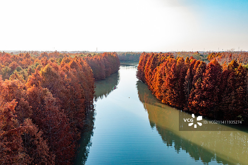 秋季航拍上海奉贤海湾国家森林公园落羽杉红杉林带图片素材