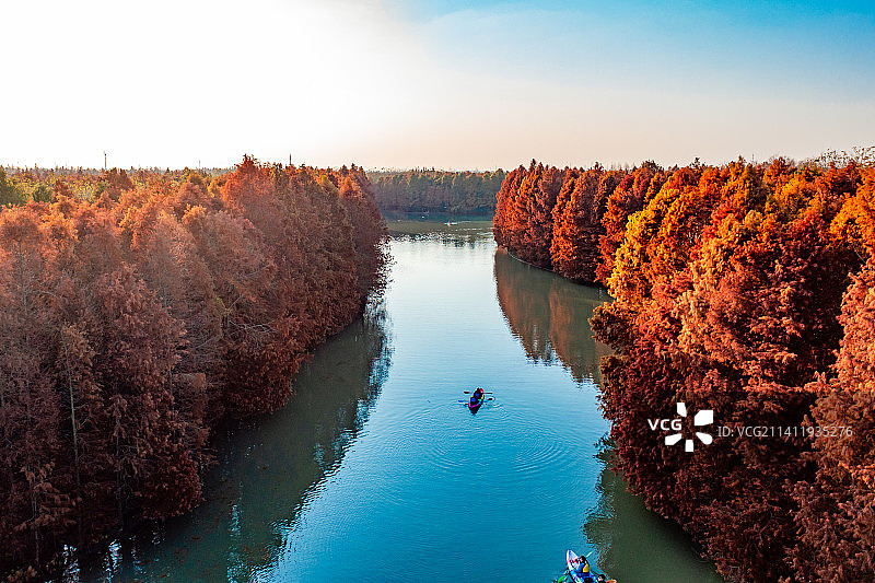 秋季航拍上海奉贤海湾国家森林公园落羽杉红杉林带图片素材