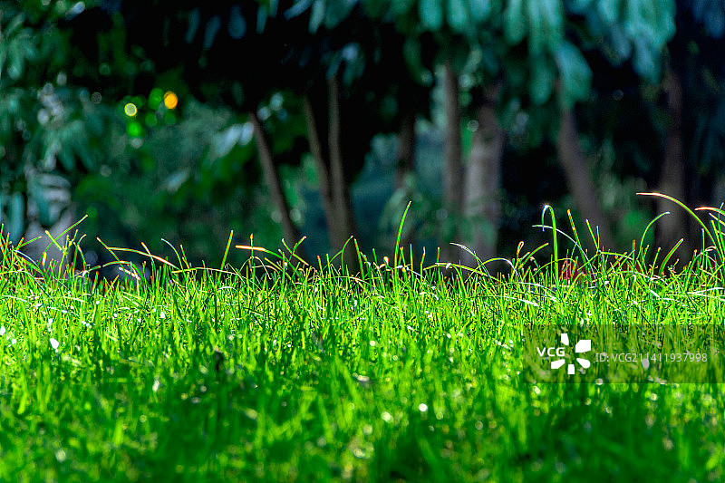 绿色植物背景素材图片素材