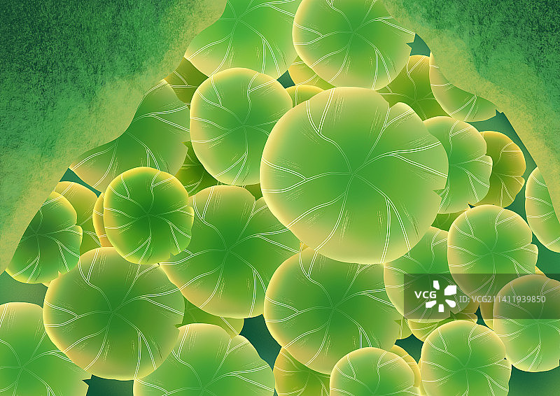 荷塘荷叶图片素材