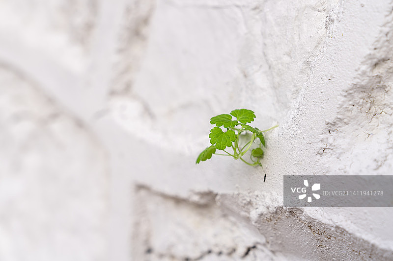 墙上的常春藤特写镜头图片素材