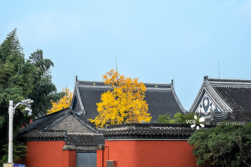 扬州千年古刹天宁寺红墙与盛开的银杏树相映衬图片素材