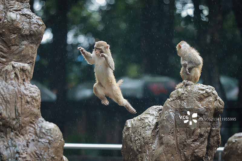 雨中猴山图片素材