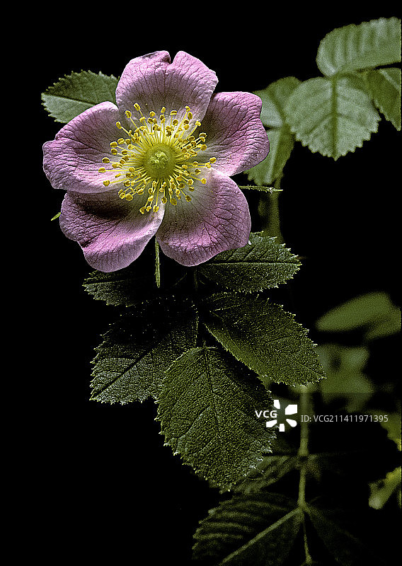 磨坊蔷薇图片素材