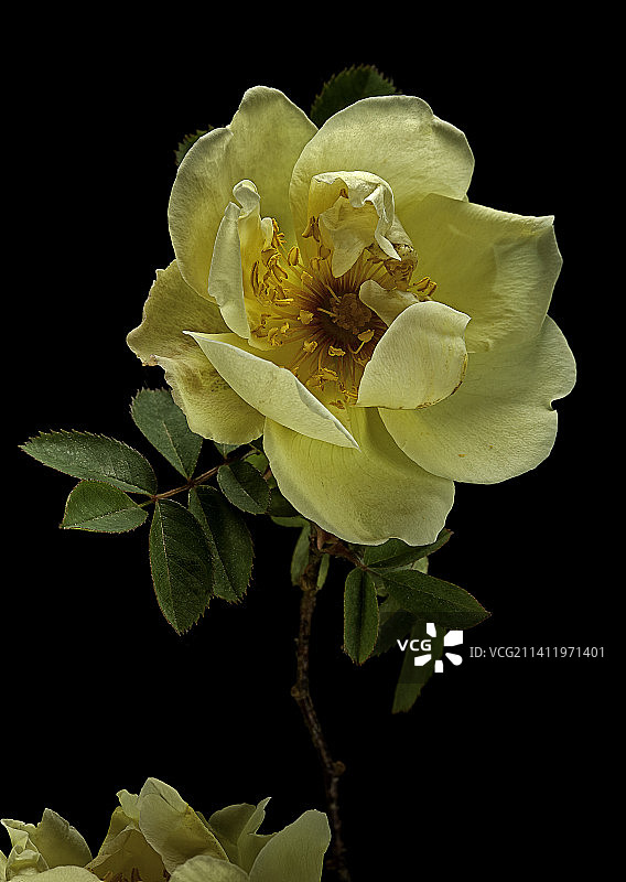 刺蔷薇图片素材