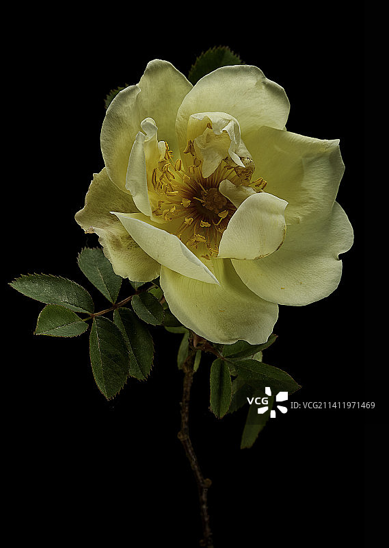 刺蔷薇图片素材