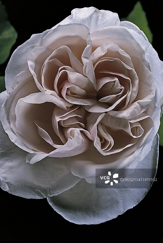 波旁玫瑰图片素材