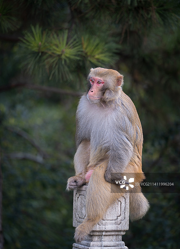 双眼皮的猴哥图片素材