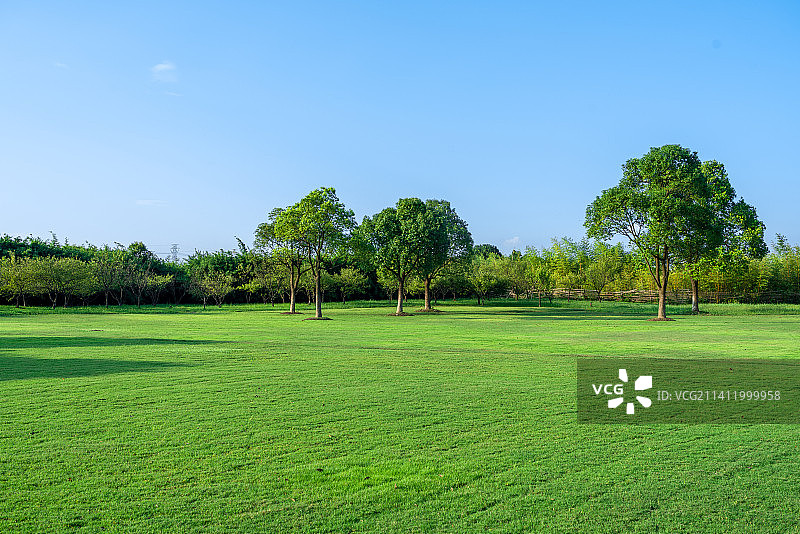 草坪上的一颗树图片素材