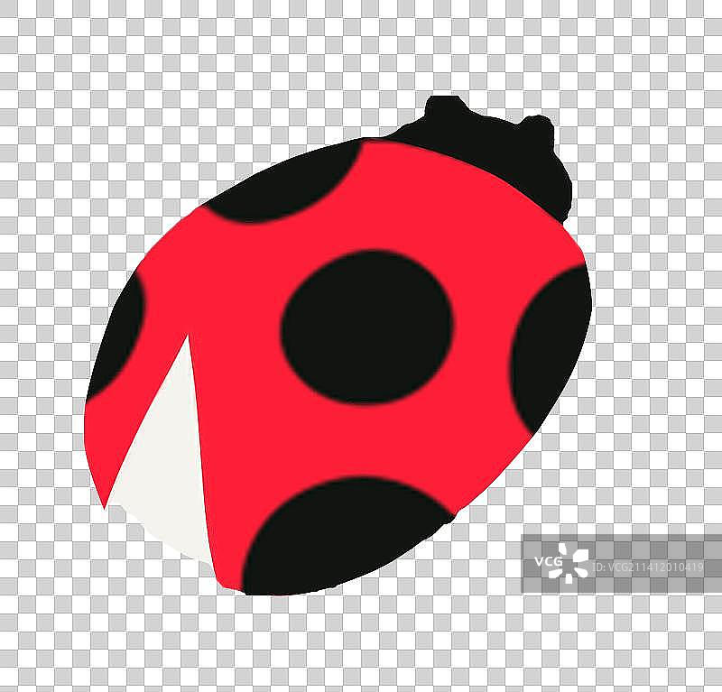瓢虫图片素材