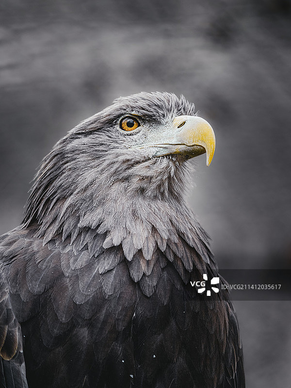 白尾海雕图片素材