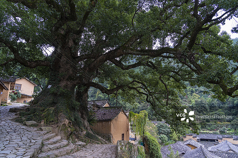 浙江丽水松阳杨家堂村图片素材
