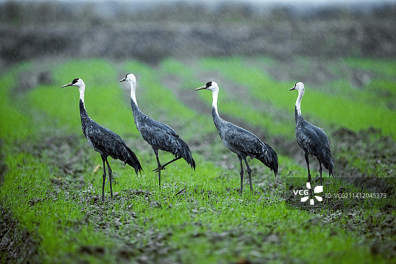 雨中白头鹤图片素材