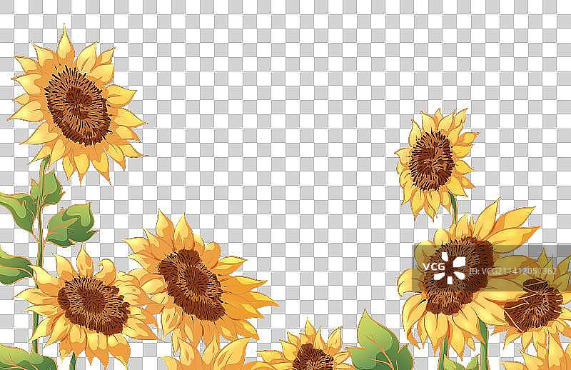 向日葵花朵插画图片素材