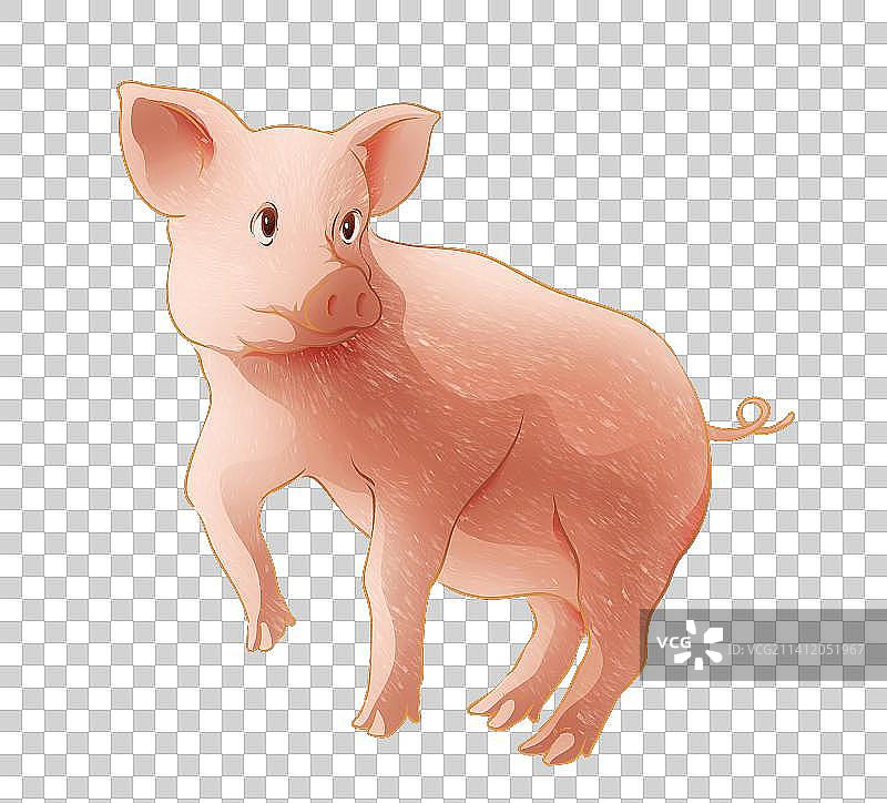 生肖猪动物插画图片素材