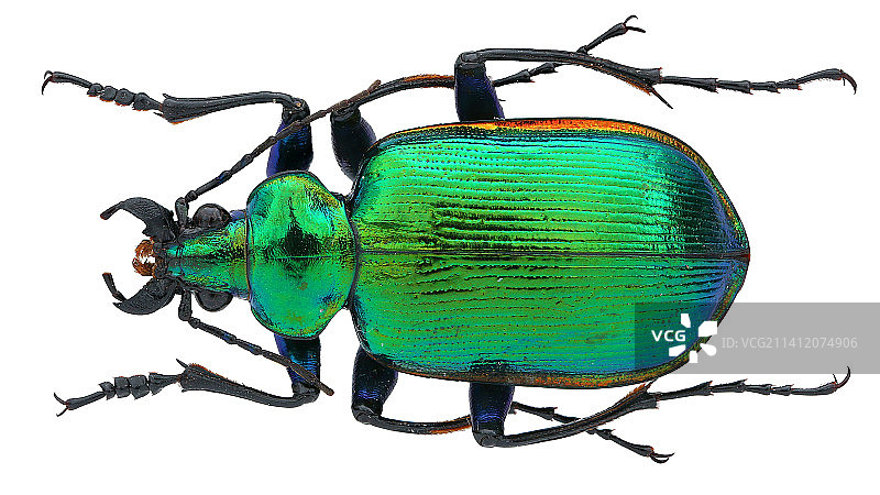 美丽的昆虫标本微距摄影 Calosoma aurocinctum Chaudoir,1850图片素材